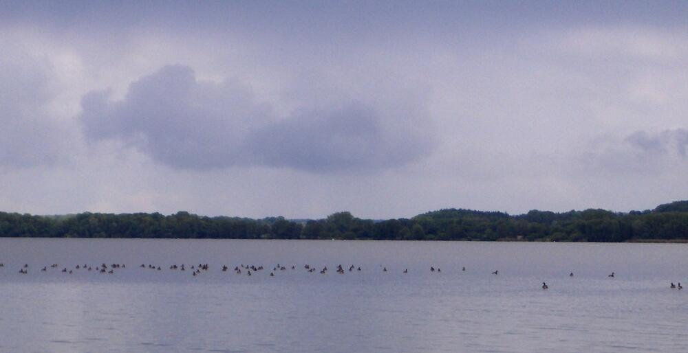 Schilfsterben Großer Plöner See 