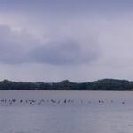 Schilfsterben Großer Plöner See 