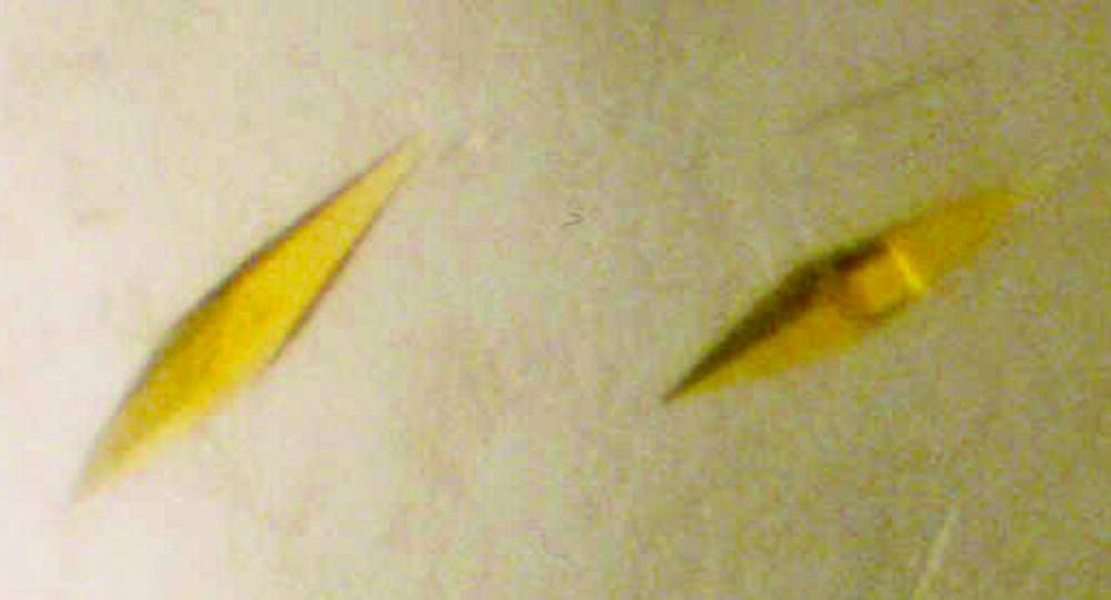 Neue bakterielle Oxidasen 