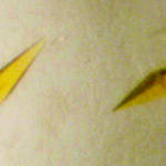 Neue bakterielle Oxidasen 