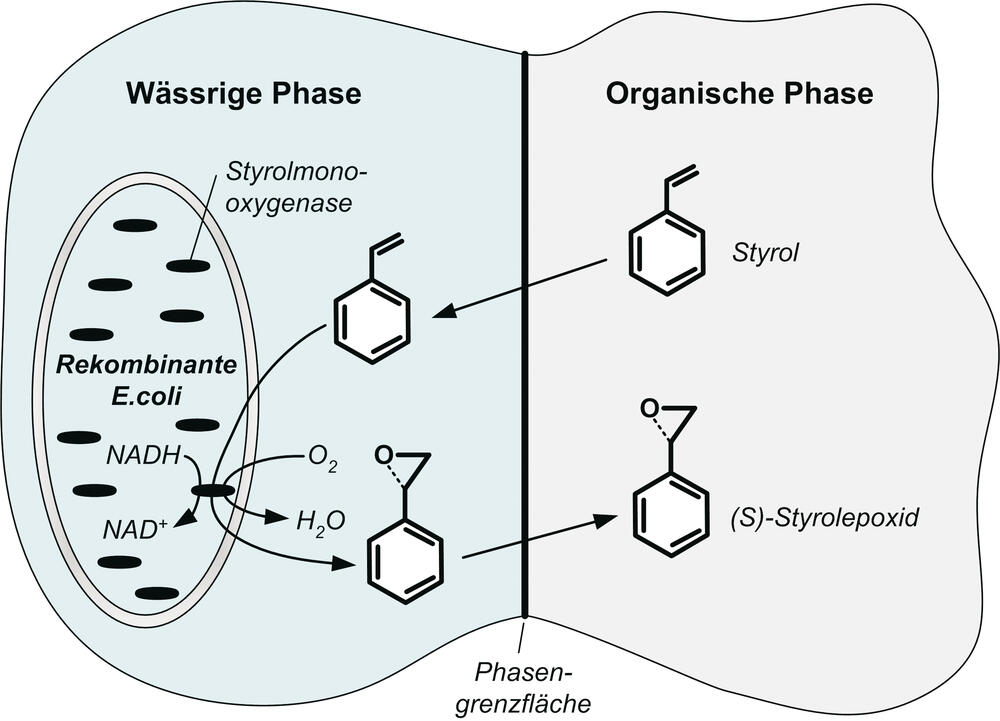 Biokatalyse mit prozessintegrierter Produktisolierung 