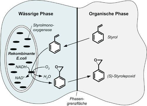 Biokatalyse mit prozessintegrierter Produktisolierung 