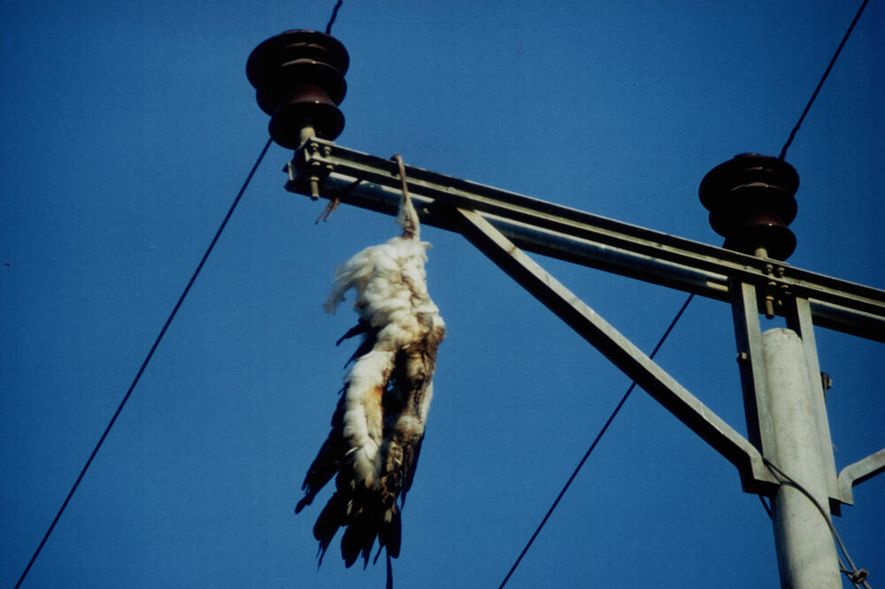 muna 2005_Storch und Stützisolatoren_Foto Fiedler © Georg Fiedler