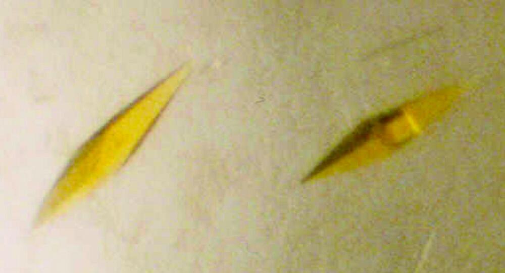 New bacterial oxidases 