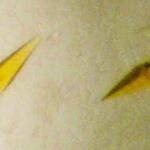 New bacterial oxidases 