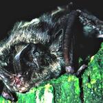 Mopsfledermaus 
