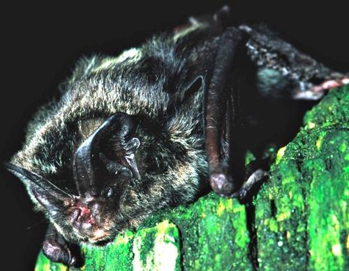 Mopsfledermaus 