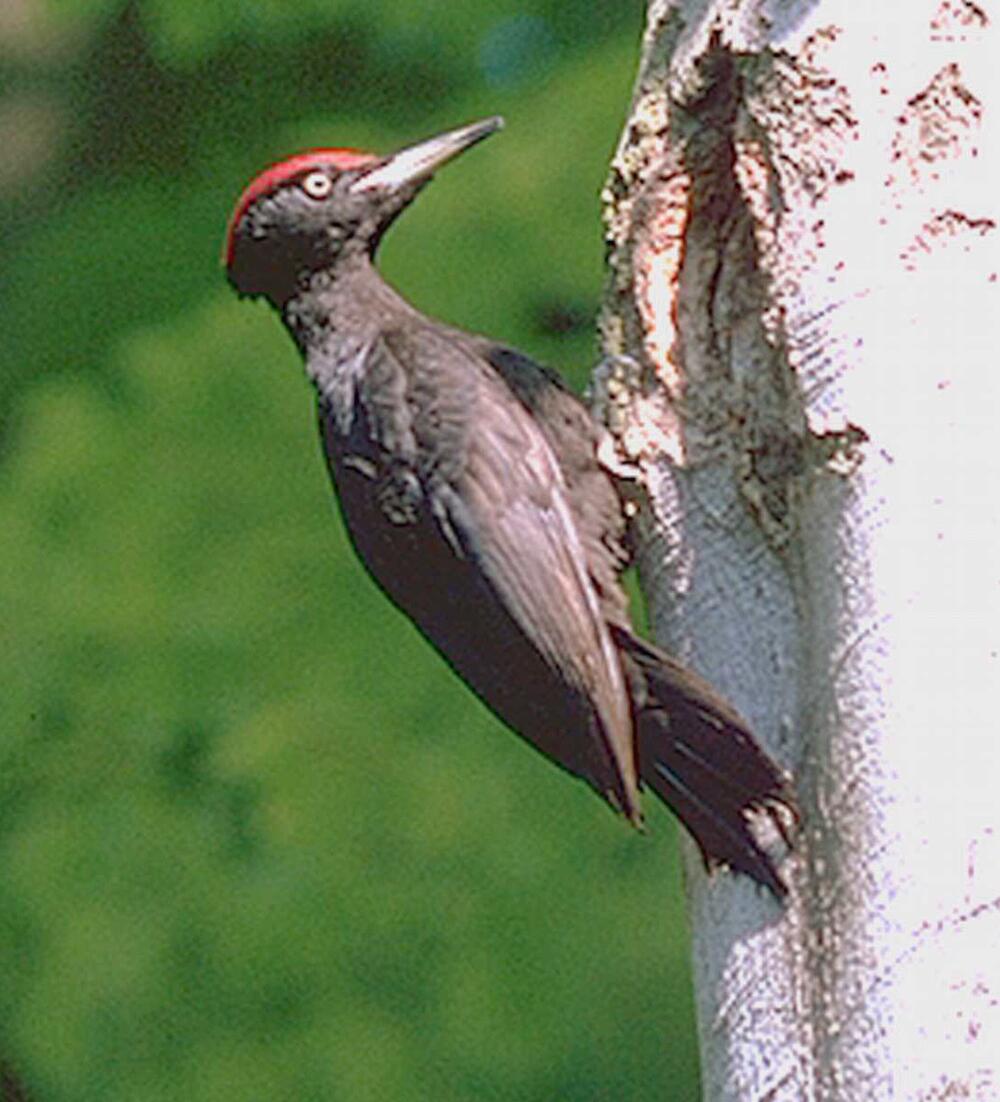 Spessart Schwarzspecht 