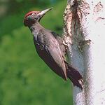 Spessart Schwarzspecht 