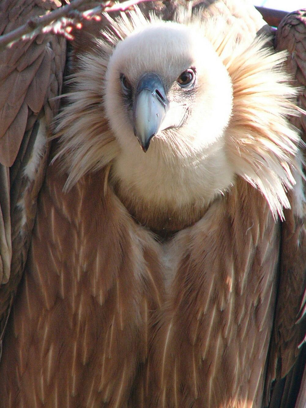 Europatag: Geier einzeln 