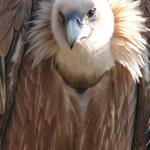 Europatag: Geier einzeln 