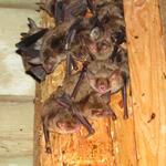 Fledermaus, Großes Mausohr 