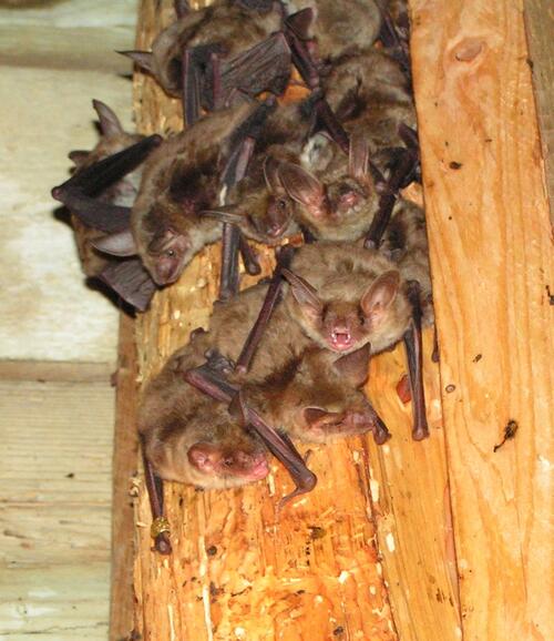 Fledermaus, Großes Mausohr 