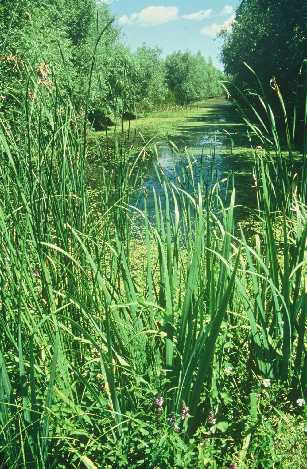 Europatag Auenlandschaft Donau 