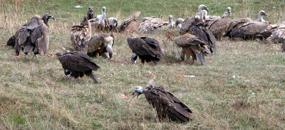 Europatag Gänsegeier und Mönchsgeier Futterplatz 