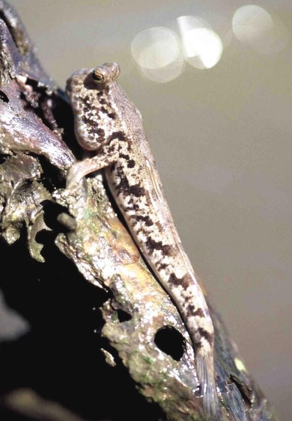 Schlammspringer Asien Museum 