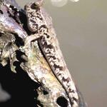 Schlammspringer Asien Museum 