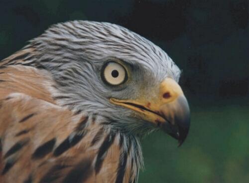 Lebensraum Börde Vogel 