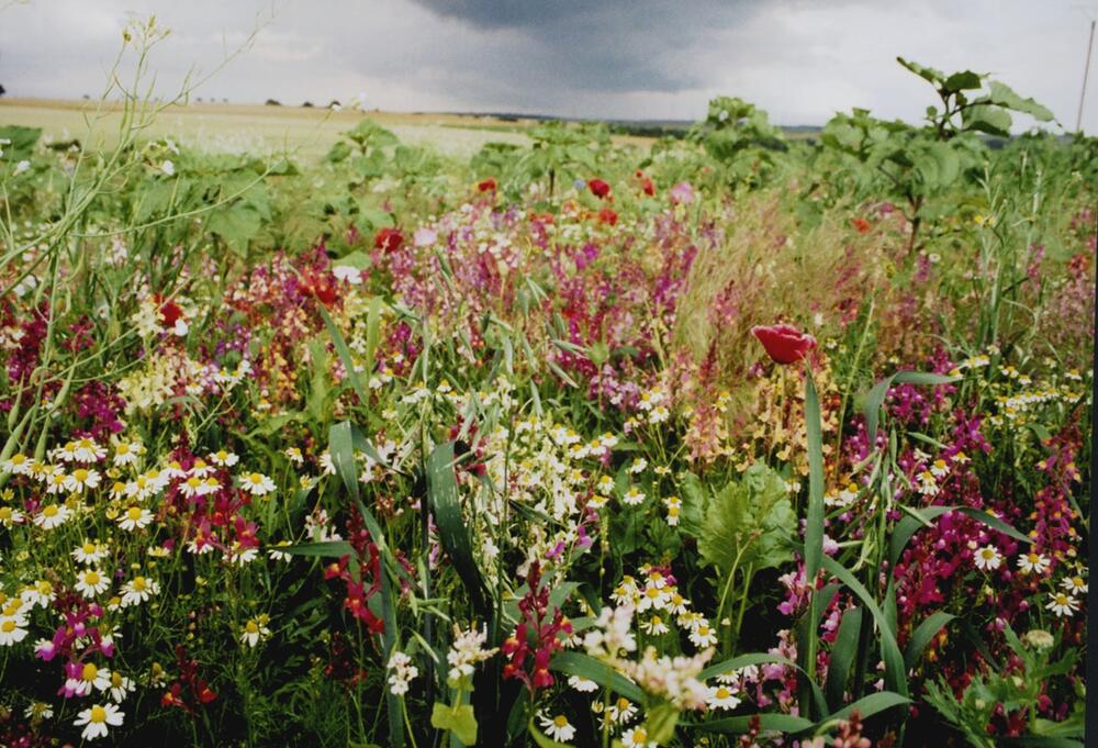 Lebensraum Brache Blumen 