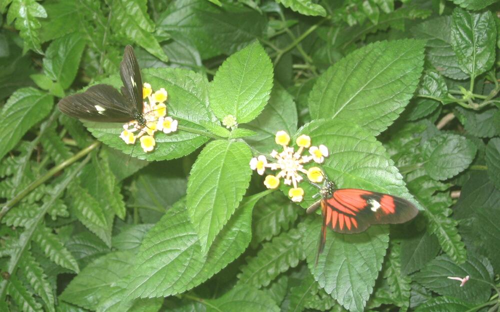 Zoo Schmetterlinge 2 