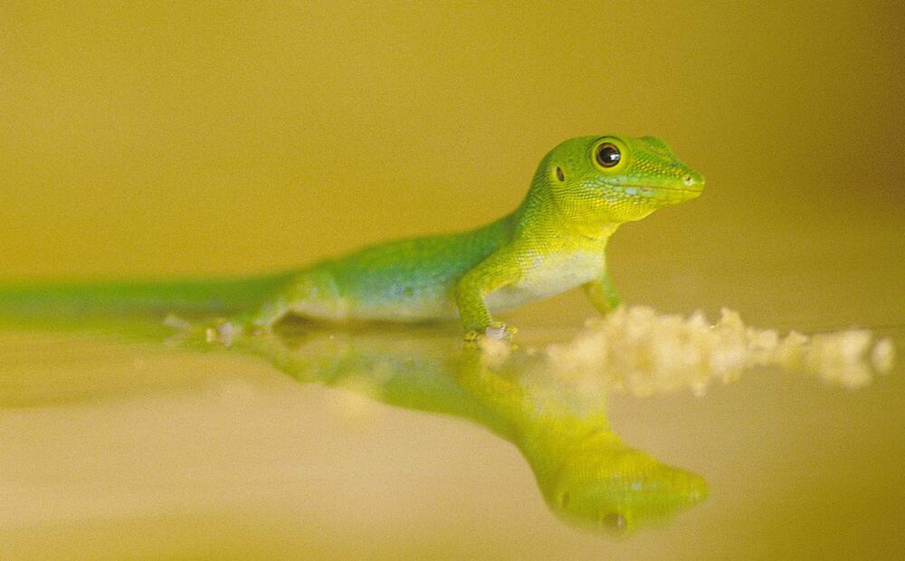 Gecko 