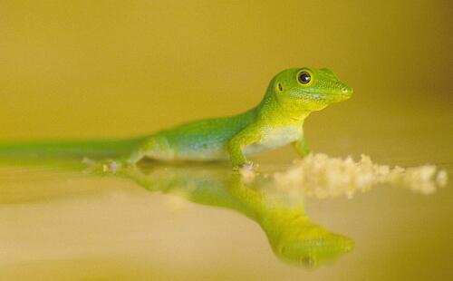 Gecko 