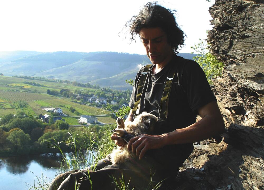 Stefan Brücher Uhu Eifel Beringung &copy; EGE Eulen