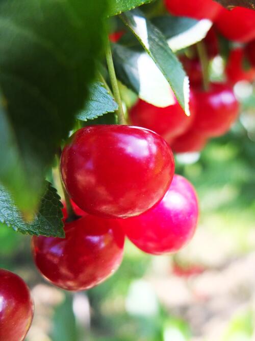 Sommerakademie 2014: Exkursion Stadtgut Görlitz  © Daniela Warzecha