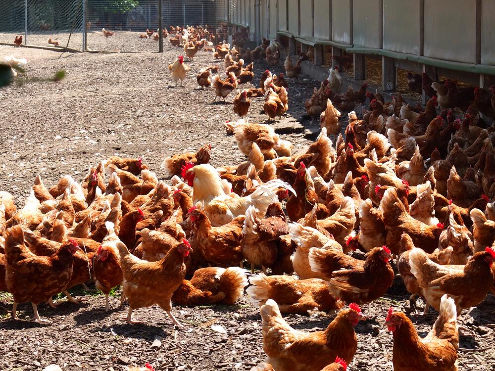 Sommerakademie 2014: Exkursion Bioland Legehennenbetrieb  © Daniela Warzecha