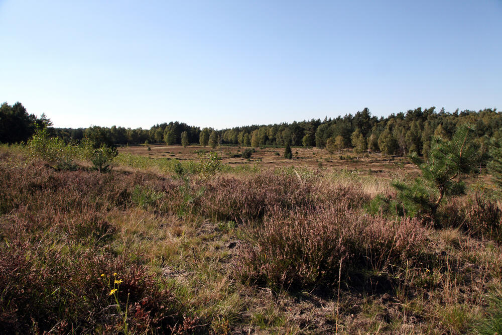 Weißes Venn-Geisheide © DBU/Culmsee