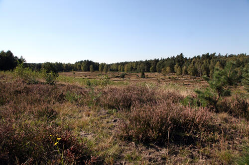 Weißes Venn-Geisheide © DBU/Culmsee