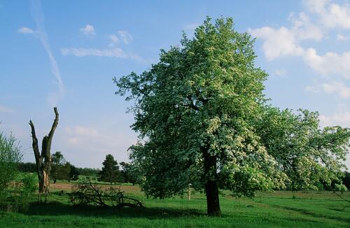 Landschaft_Hainberg © Norbert Rosing