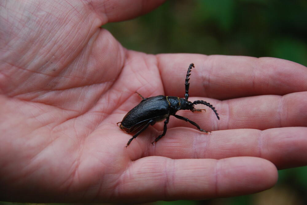 Bockkaefer_Buhlitz auf Ruegen © DBU Naturerbe