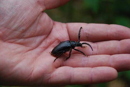 Bockkaefer_Buhlitz auf Ruegen © DBU Naturerbe