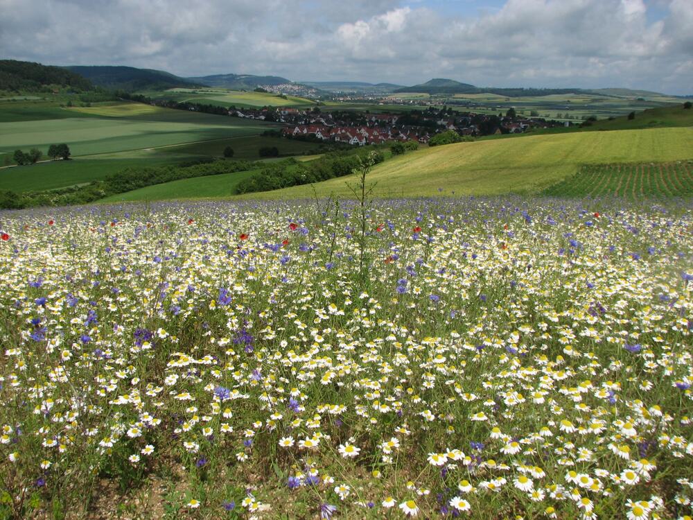 Schutzacker © Stefan Meyer