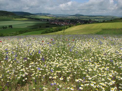 Schutzacker © Stefan Meyer