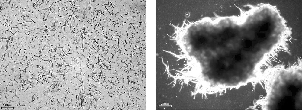 Caldariomyces fumago 