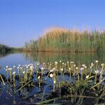 Feuchtgebiet auf der Naturerbefläche Peenemünde (Mecklenburg-Vorpommern) 