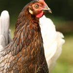 Sehen Sie selbst... &copy; Brillen, Astrid/piclease