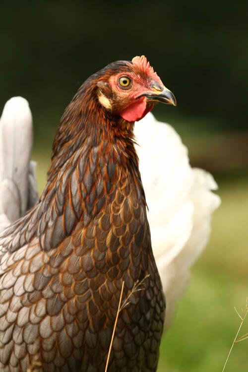 Sehen Sie selbst... &copy; Brillen, Astrid/piclease