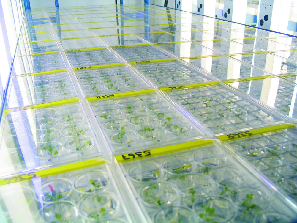 Production of antiinfectiva in plants 