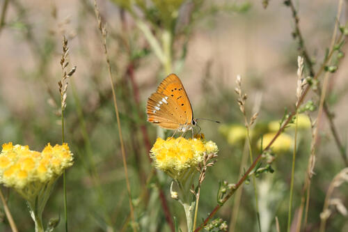 Dukatenfeuerfalter auf Sandstrohblume, DBU-Naturerbefläche Kaarzer Holz © Dr. Dominik Poniatowski