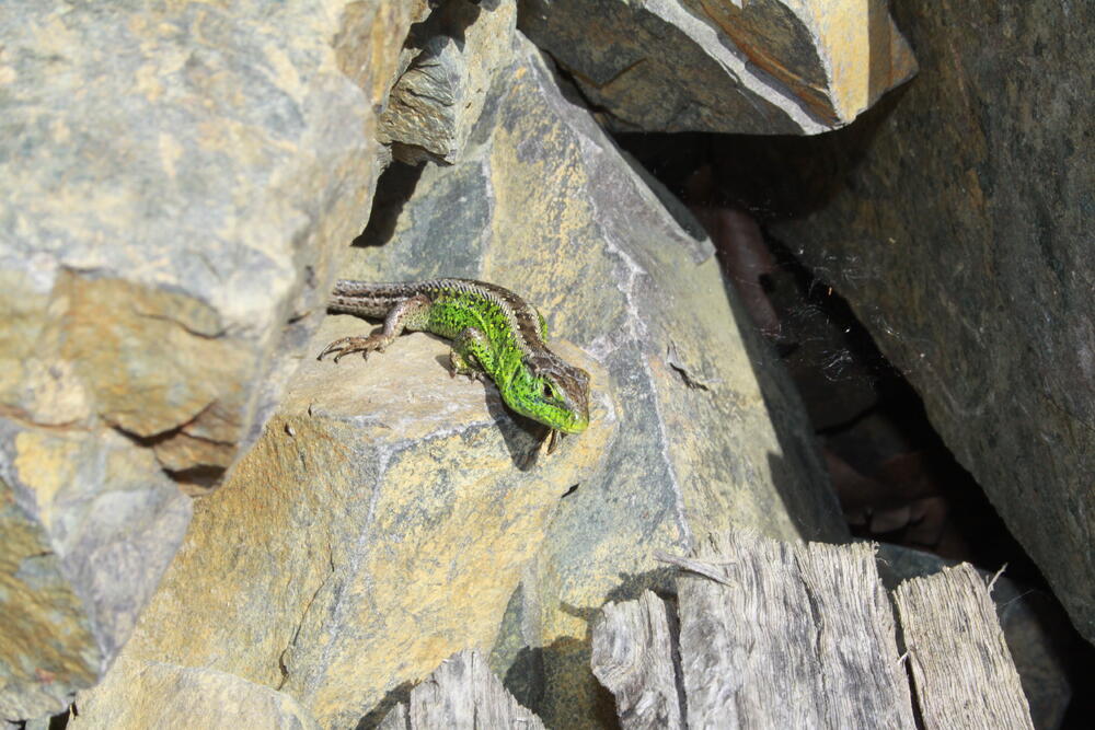  Zauneidechse &copy; Bundesforstbetrieb Lausitz/Egbert Brunn