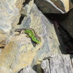  Zauneidechse © Bundesforstbetrieb Lausitz/Egbert Brunn