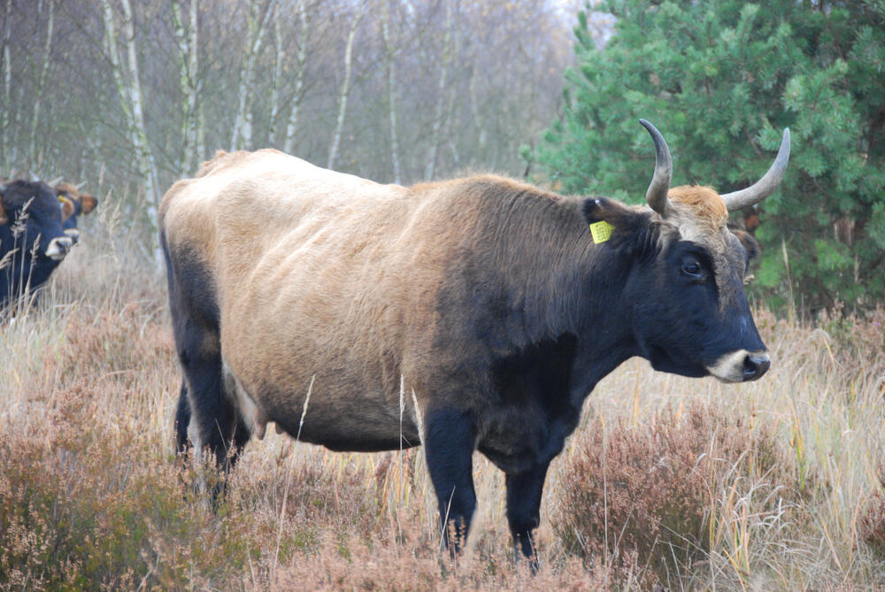 Heckrind auf der DBU-Naturerbefläche Oranienbaumer Heide  © DBU Naturerbe