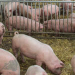 Schweine © DBU