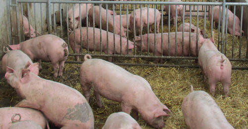 Schweine © DBU