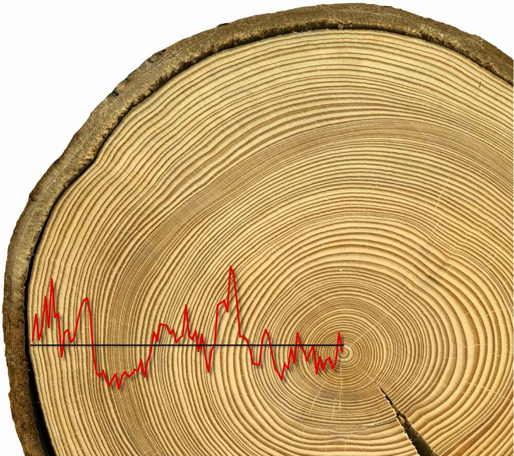 Janecka_Baumwachstum_Fichte &copy; Karolina Janecka