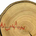 Janecka_Baumwachstum_Fichte &copy; Karolina Janecka