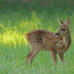 Rehkitz © Gerd Herrmann/piclease
